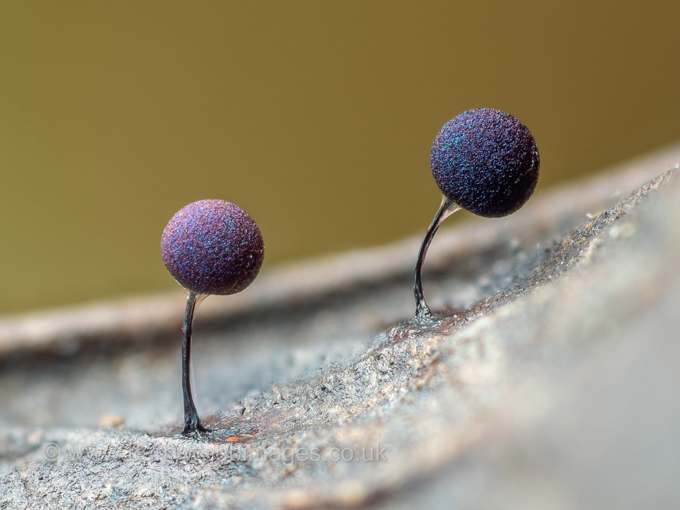 Photo by Barry Webb Lamproderma scintillans by Barry Webb